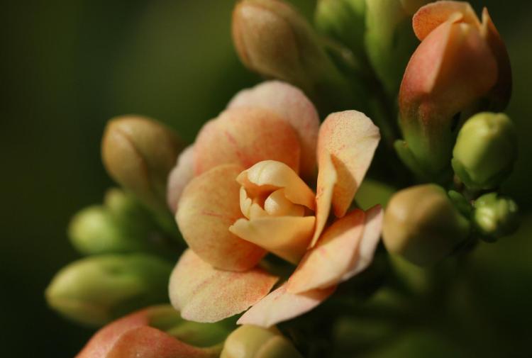 如何正确管理长寿花和茉莉花以保持其良好开花