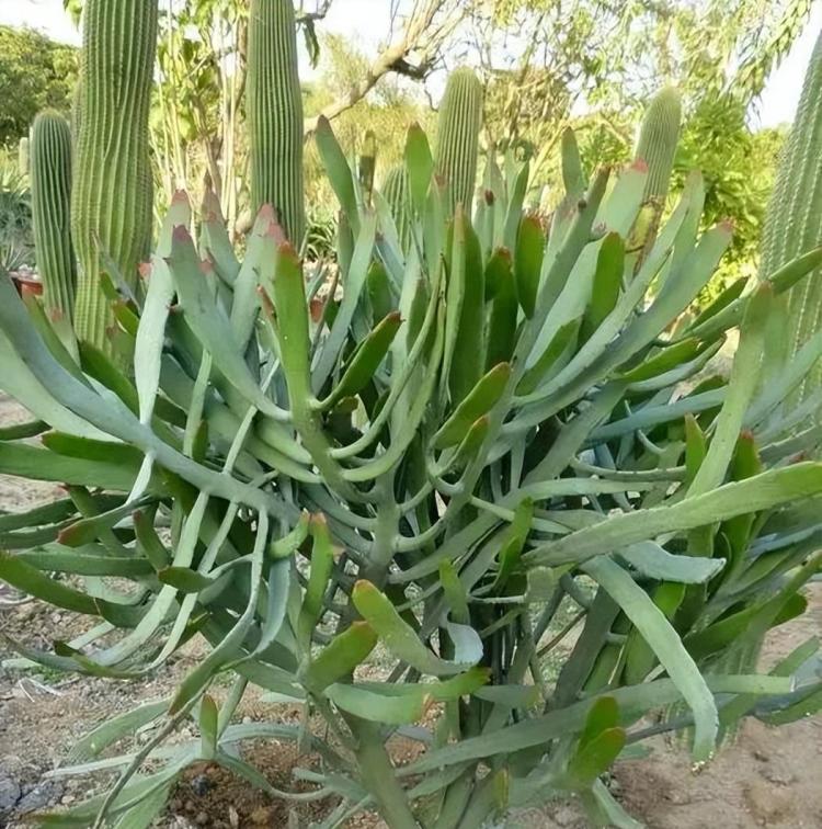 详细介绍各种麒麟多肉植物的特点与养护