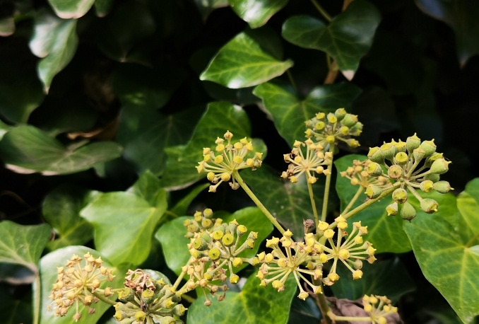 常春藤（Hedera helix）的种植与管理：绿化应用与注意事项