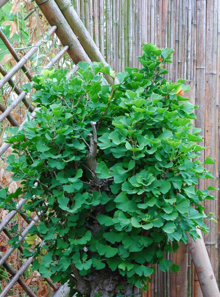 优雅种植银杏：如何在院子里种植银杏而避免常见问题