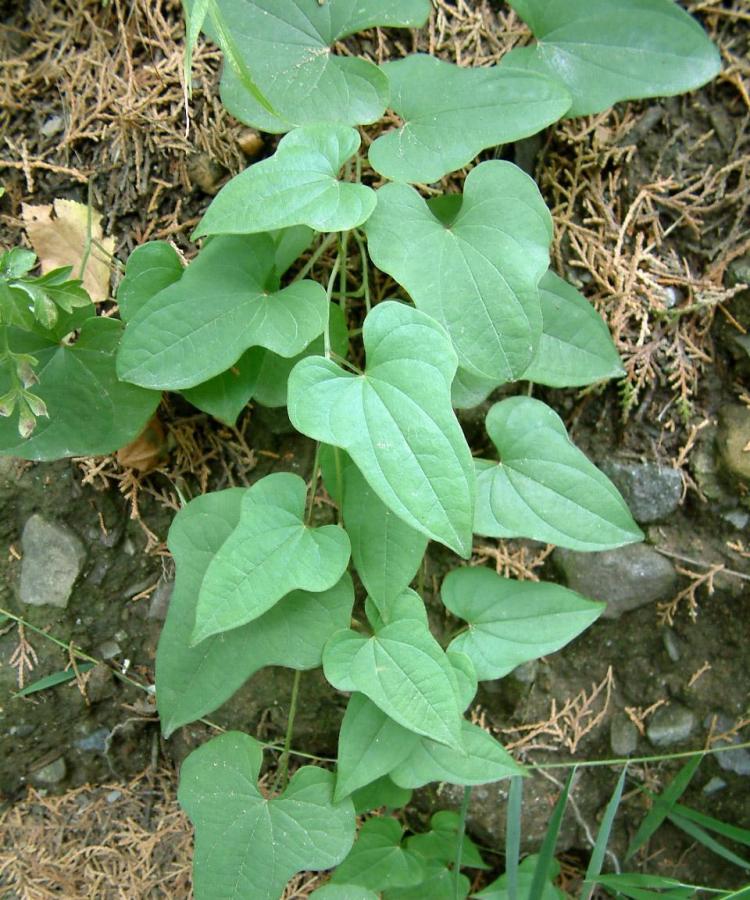 在家自行种植山药：简易步骤与技巧