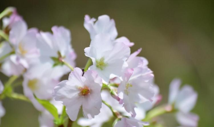 樱花盆栽的养护方法: 获取充足阳光、排水、施肥和防病虫害