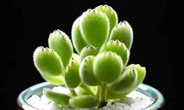 爪型多肉植物：熊童子、红爪和黑爪的特征和观赏性