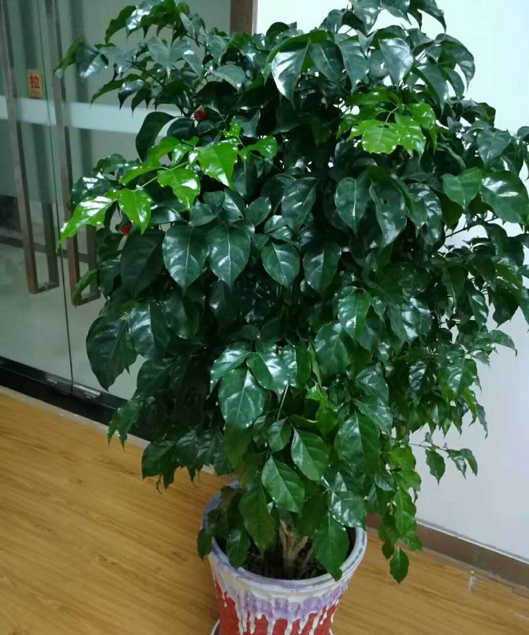 观叶植物指南：精选100种大型和小型绿植推荐