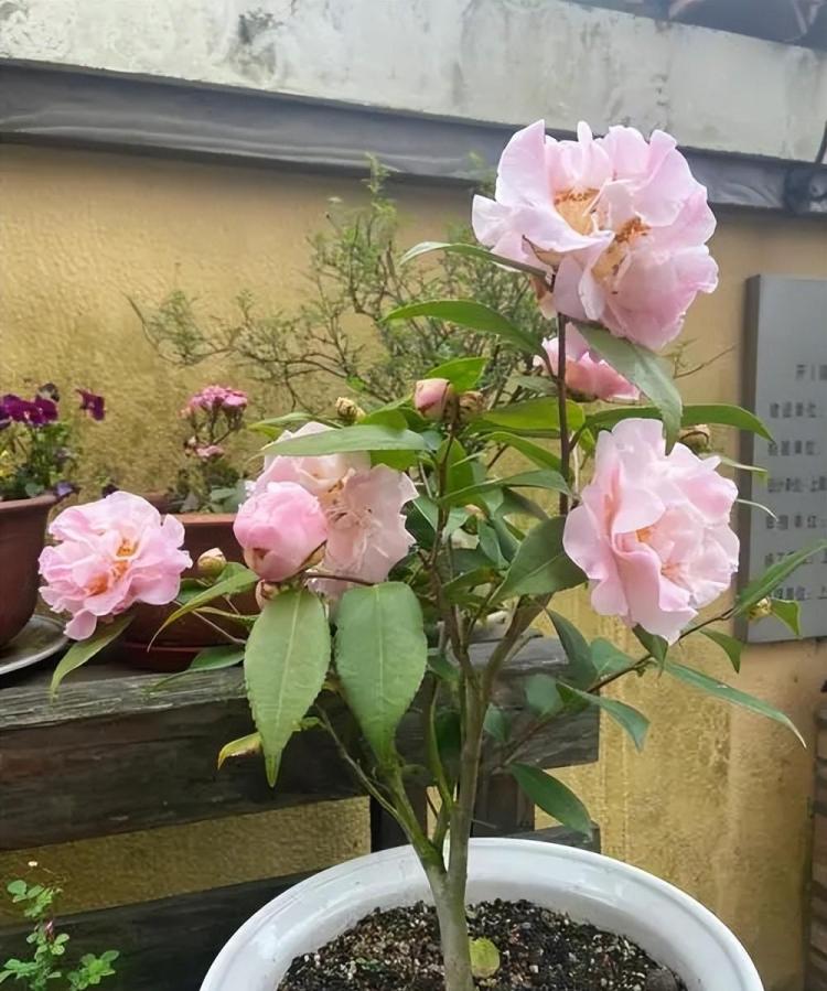 秋季园艺指南：如何种植和护理香妃茶花