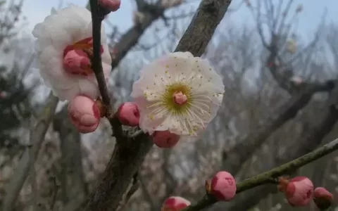 梅花种类详解：从朱砂梅到樱李梅的观赏指南