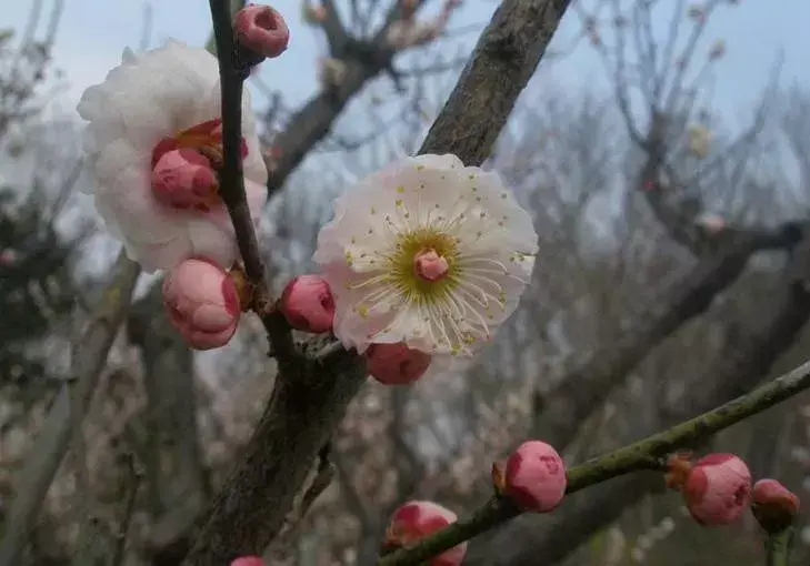 梅花种类详解：从朱砂梅到樱李梅的观赏指南