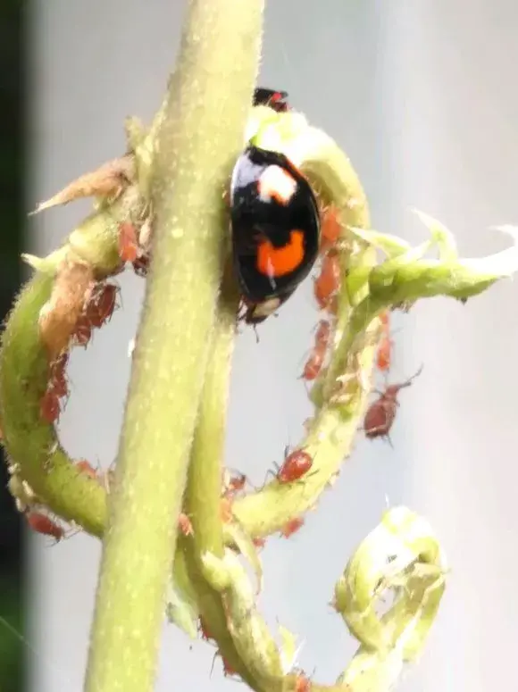 夏季花卉常见虫害及其防治方法：蚜虫、红蜘蛛和蚧壳虫的有效对策