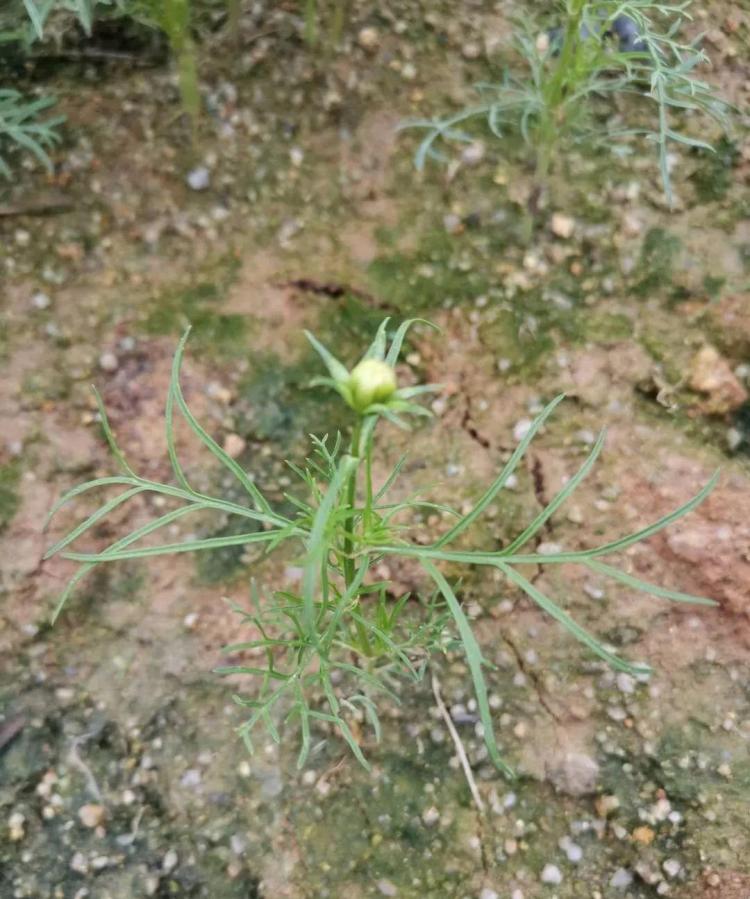 波斯菊的种植和培育：一篇全面的指南