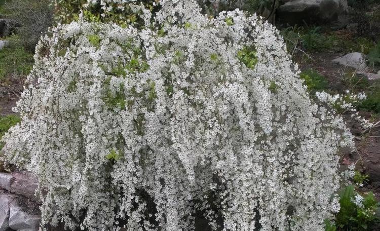 城市绿化生态景观提升：观花灌木品种大全