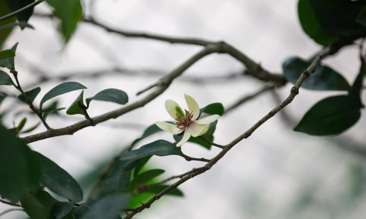 花卉分类详解：观赏习性与植物形态的全面指南