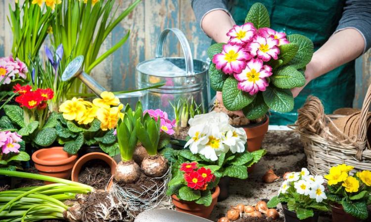 四种球形花卉推荐：球兰、大葱花、千日红和含羞草的种植与照料