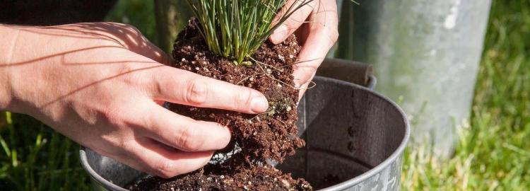 选购和养护盆栽植物的专业指南