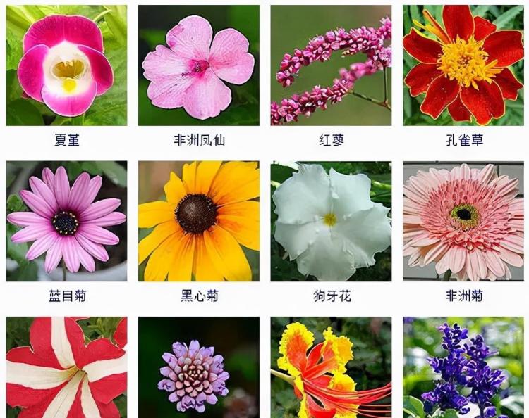 秋季盛开的花卉：桂花、迷迭香、菊花等一百多种植物的生态观察