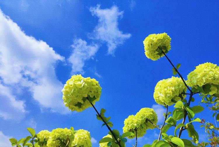 如何种植和护理球状花卉：中华木绣球，绣球花，球兰花，洋绣球的全面指南