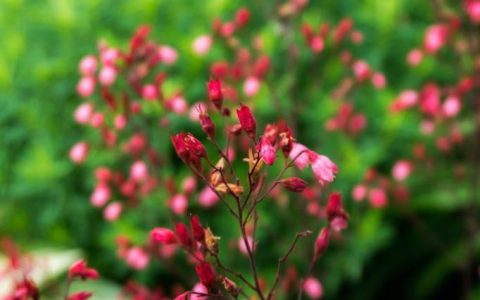 宿根花卉：美化城市的首选植物