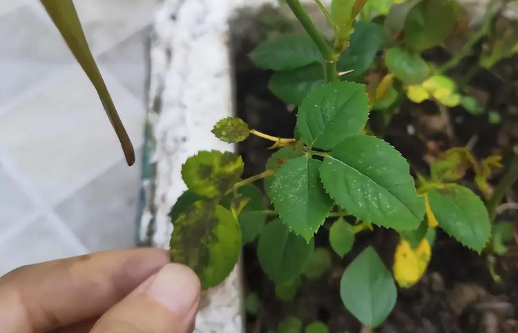 如何处理植物叶子变黑的问题：一篇全面的指南