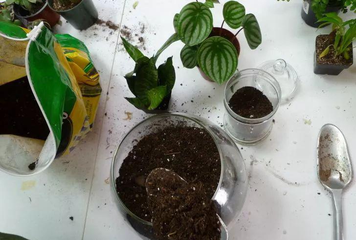 室内微型植物景观制作：一步一步教你如何在家创造小花园