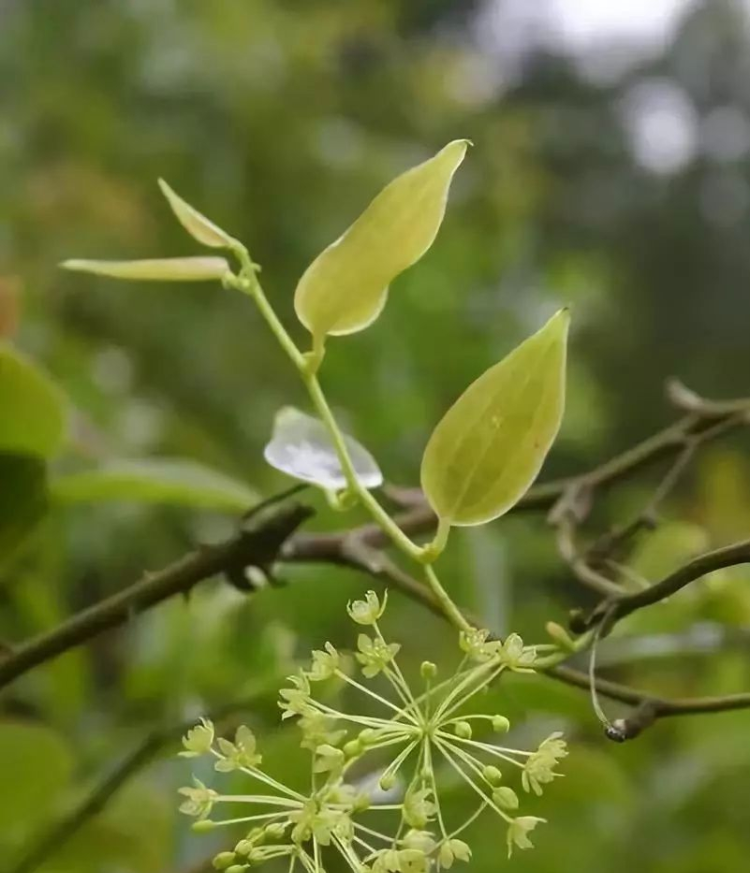 中国植物资源丰富性及其在生态系统中的重要性