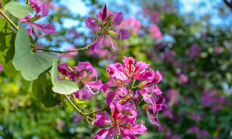 十二生肖与相关植物：鼠尾草、牵牛花、虎刺梅等的特色与应用