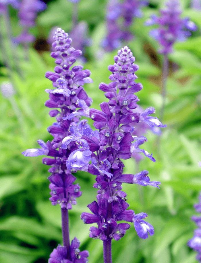 探索少见的紫色花卉：紫花地丁、美洲菜、芦莉草和鼠尾草的特性和观赏价值