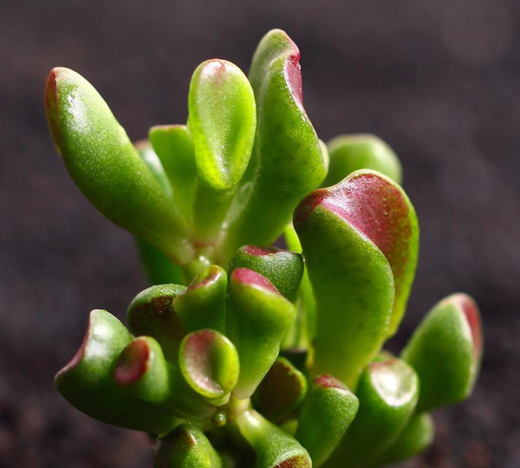 多肉植物养殖的技巧和注意事项：全面指南