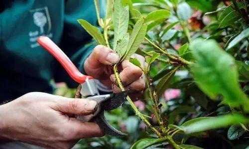 详解压条繁殖法：高效的植物繁殖技术