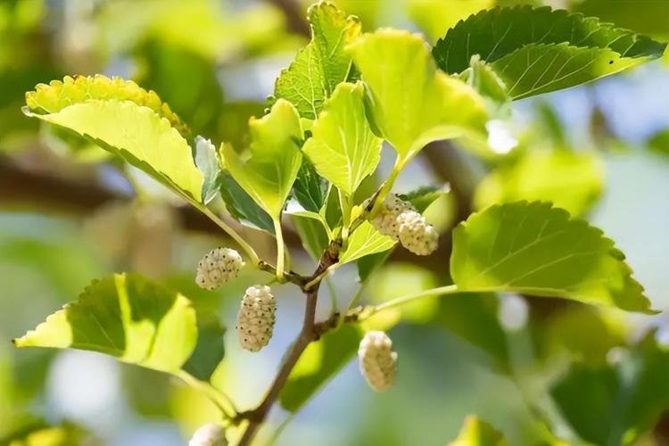 小院子里的果树：桑树、无花果、黑树莓和石榴的种植与护理