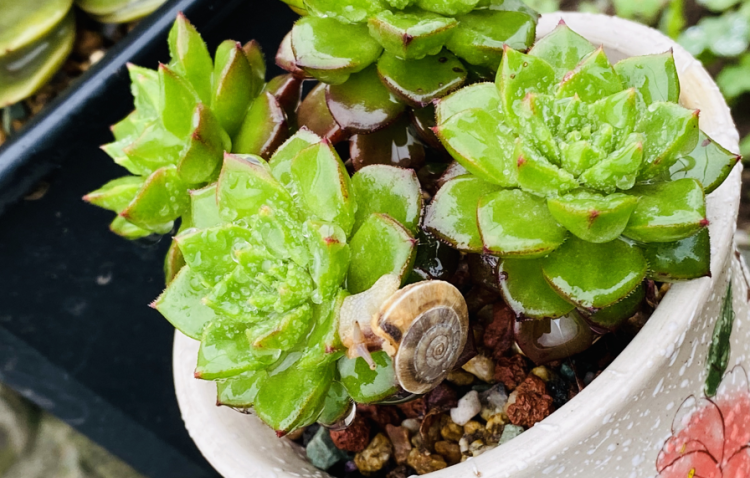 多肉植物叶片烂化的原因与应对策略