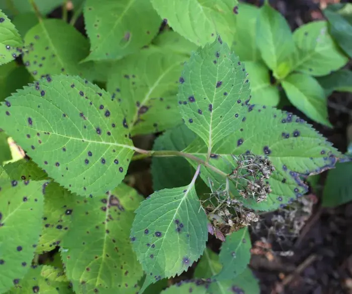 夏季花园植物病害防治：有效措施与建议