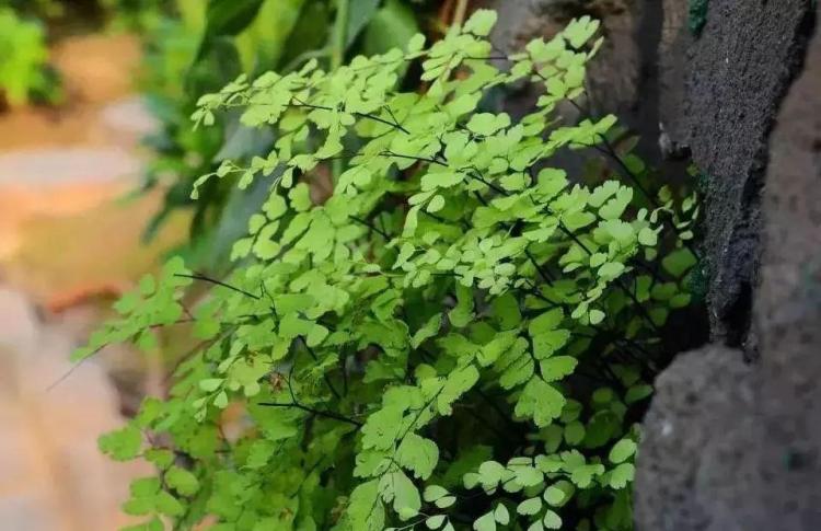 优雅的四种蕨类植物：完美的庭院和室内装饰选择