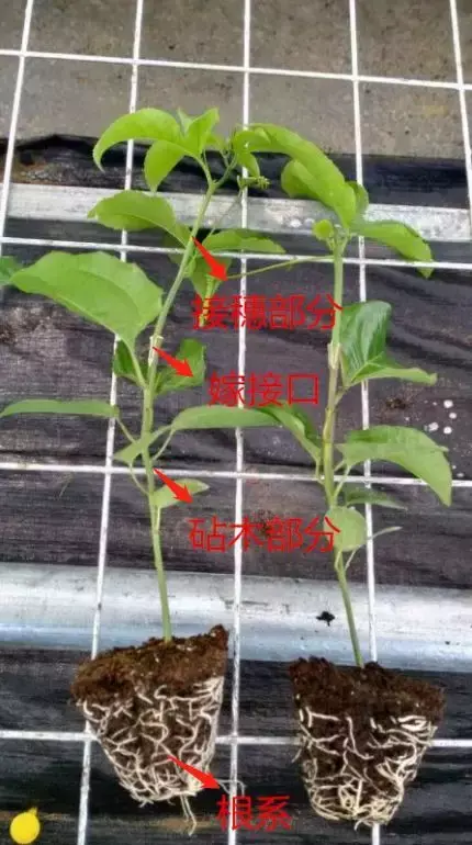 百香果种植与嫁接病害防治详解