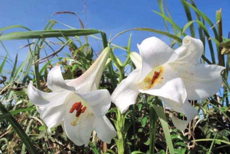 春季开花植物采集指南：黄姜花、紫花地丁和野生百合