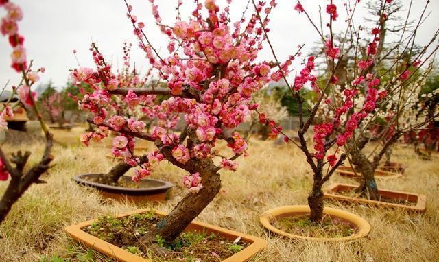 春季梅花管理：修剪、换盆、施肥、摘心与病虫害防治