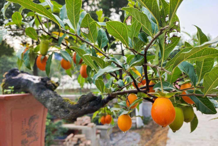 养护要点: 如何照顾梅花、茶花、金弹子、桂花、黄杨、玉树和迎春花