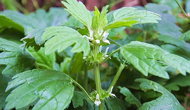 带有“夏”字的植物：夏至草、半夏、夏水仙等11种植物的花语和特点