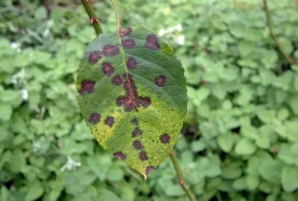 春季多年生植物防病虫害全攻略：识别、预防与治疗