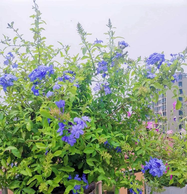 夏季花园里的五种蓝色花卉：百子莲、蓝雪花、蓝花藤、蓝花鼠尾草和蓝盆花