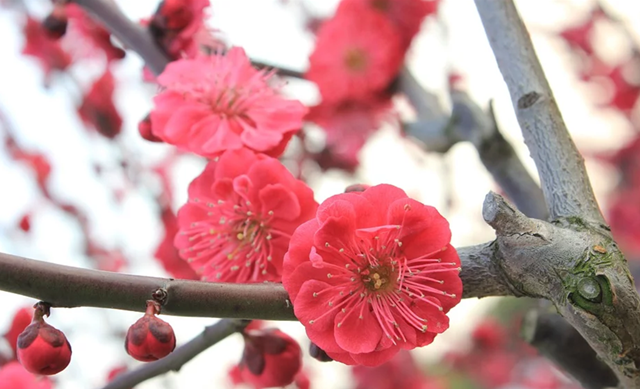 梅花品种大全及其独特特点