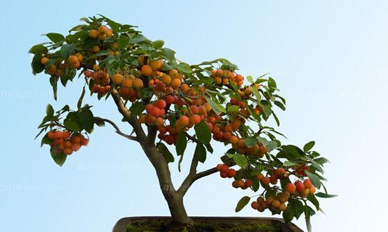 如何选择和养护适合家庭种植的盆栽果树