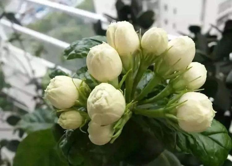 茉莉花的养护和生长技巧：如何让茉莉花更翠绿、枝干更粗壮，花朵更多，香气更浓