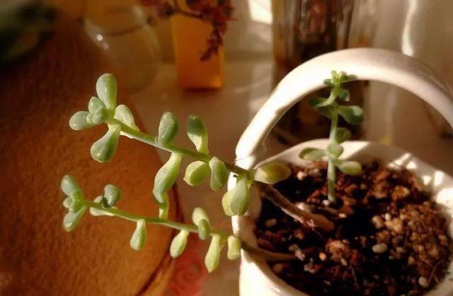 冬季多肉植物的养护问题和解决方法