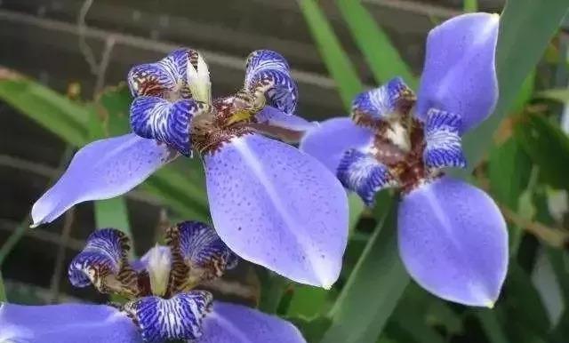 蓝色花卉种类大全：球根花卉、宿根花卉和一二年生花卉的全面指南