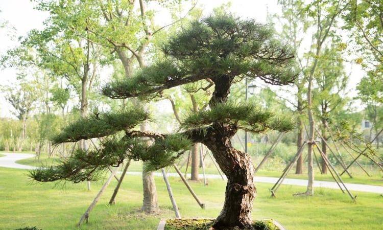 北方冬季花园：耐寒抗冻植物推荐与护理秘诀