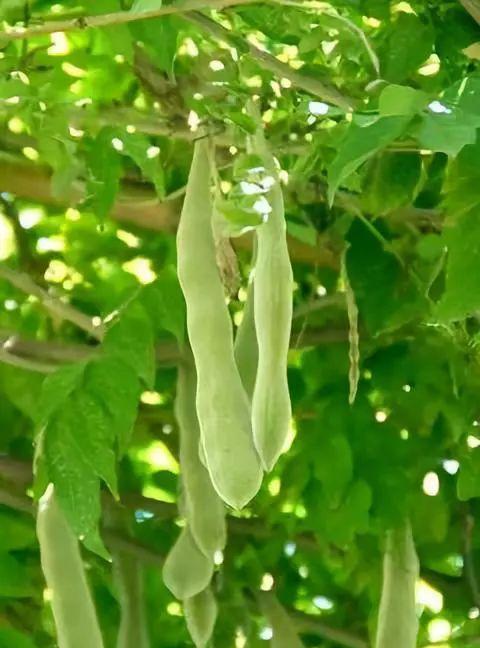 紫藤植物的特点和药用价值：园林装饰和食品制作的理想选择