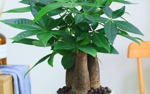 家中养植的理想选择：君子兰、长寿花等植物的养护要点