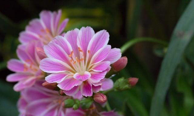 多肉植物开花指南：长寿花、蟹爪兰、玉树、露薇花和太阳花的种植与养护