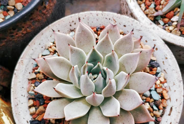 多肉植物小苗移栽后的护理要点