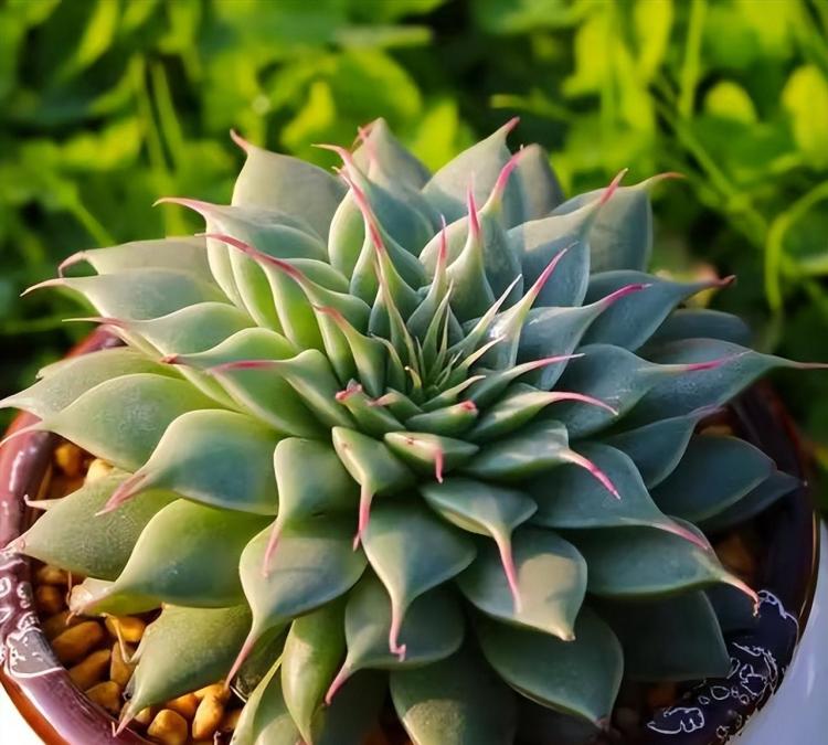 银星Graptoveria 'silverstar'的种植和护理指南