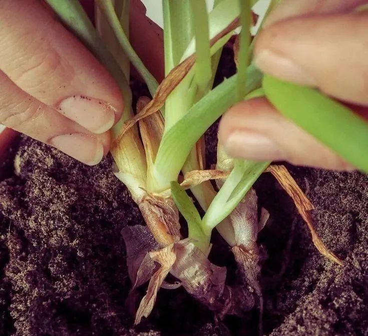 室内植物根腐病的识别，处理和预防方法